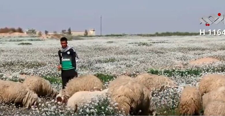 القطاع الزراعي